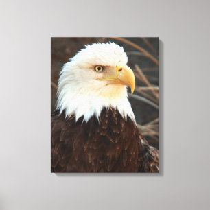 Lienzo Bald Eagle Closeup