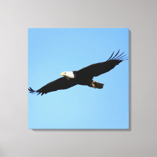 Lienzo Bald Eagle Flyby