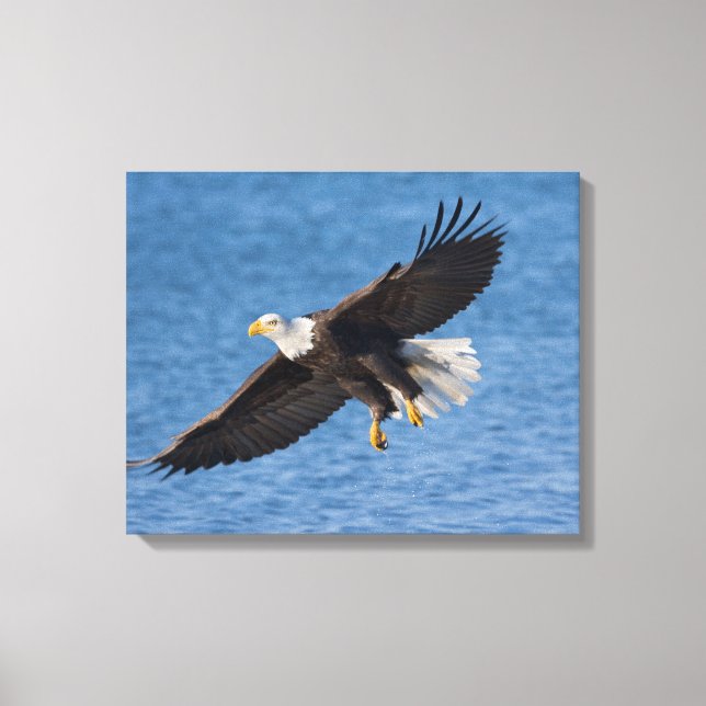Lienzo Bald eagle in flight (Anverso)
