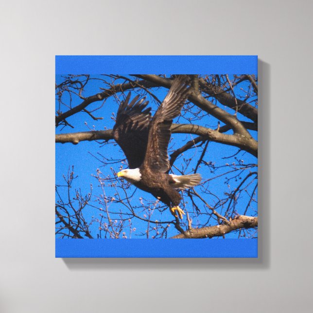 Lienzo Bald Eagle Liftoff (Anverso)