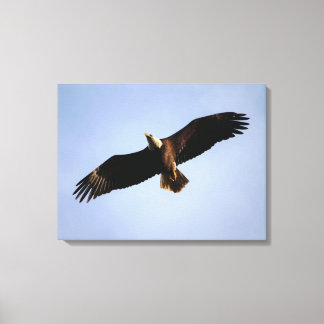 Lienzo Bald Eagle Wingspread
