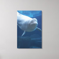 Ballena Beluga (Delphinapterus leucas)