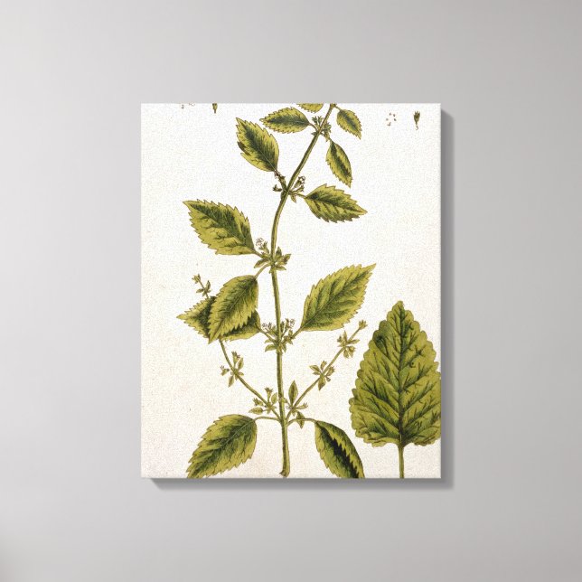 Lienzo Balm, placa 27 de 'A Curious Herbal', publicada (Anverso)