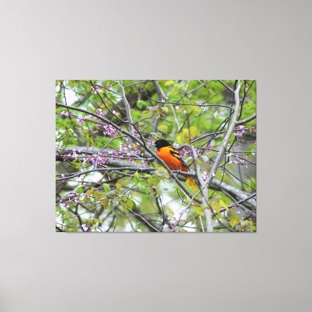 Lienzo Baltimore Oriole (Anverso)