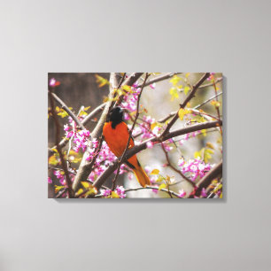 Lienzo Baltimore Oriole