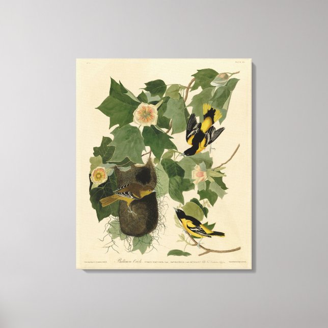 Lienzo Baltimore Oriole - de Aves de América de Audubon (Anverso)