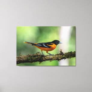 Lienzo Baltimore Oriole (Macho) en Costa Rica