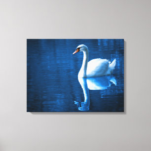 Lienzo Bañarse cisne blanco en una imagen en tela de lago