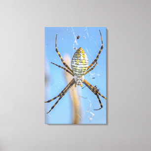 Lienzo Banda Argiope Orb Weaver - Argiope trifasciata