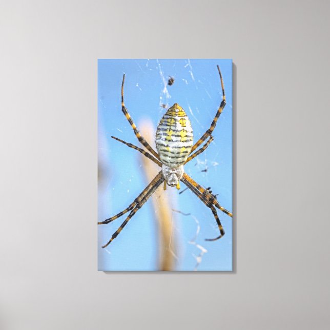 Lienzo Banda Argiope Orb Weaver - Argiope trifasciata (Anverso)