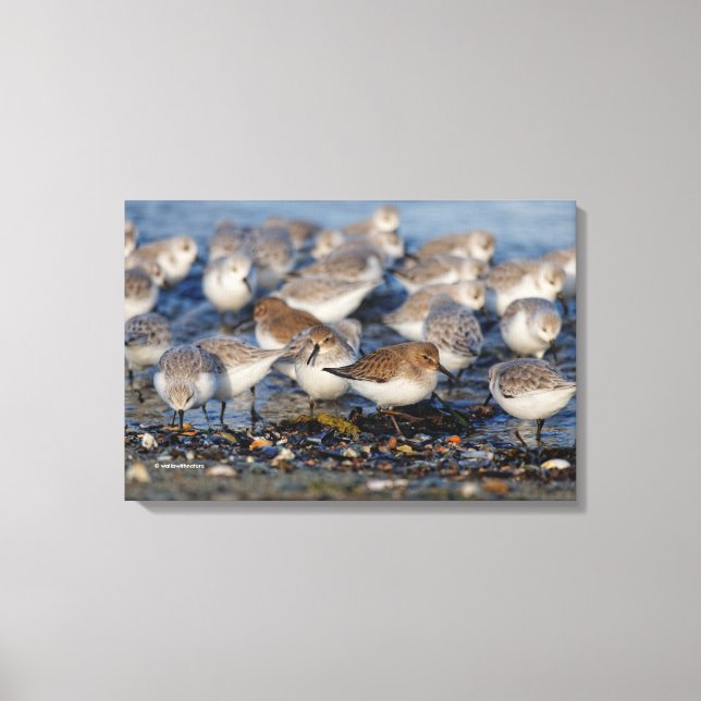 Lienzo Bandada de Dunlins y Sanderlings en la Playa (Anverso)
