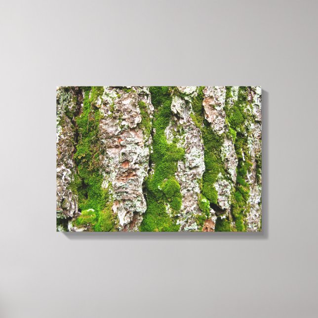 Lienzo Baraja De Árbol De Pino Con Moss (Anverso)