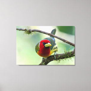 Lienzo Barbudo Cabeza Roja (macho) en Costa Rica