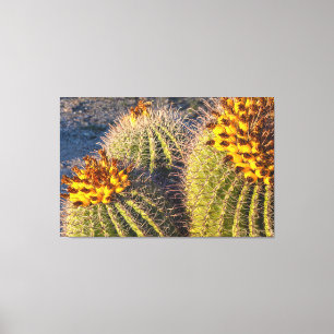 Lienzo Barrel Cacti