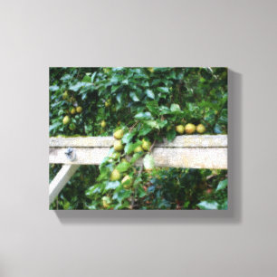 Lienzo Bartlett Pears On Tree Hitting Post