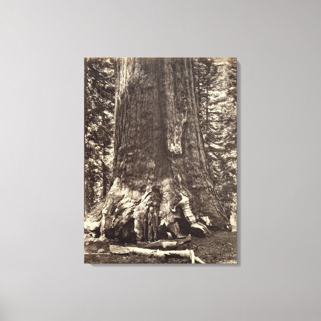 Lienzo Base del Gigante Grizzly, de 'The Yosemite Book (Anverso)