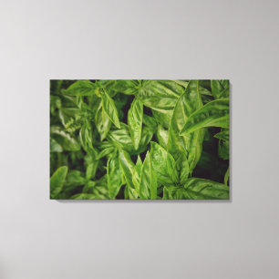 Lienzo Basil Bella Artes