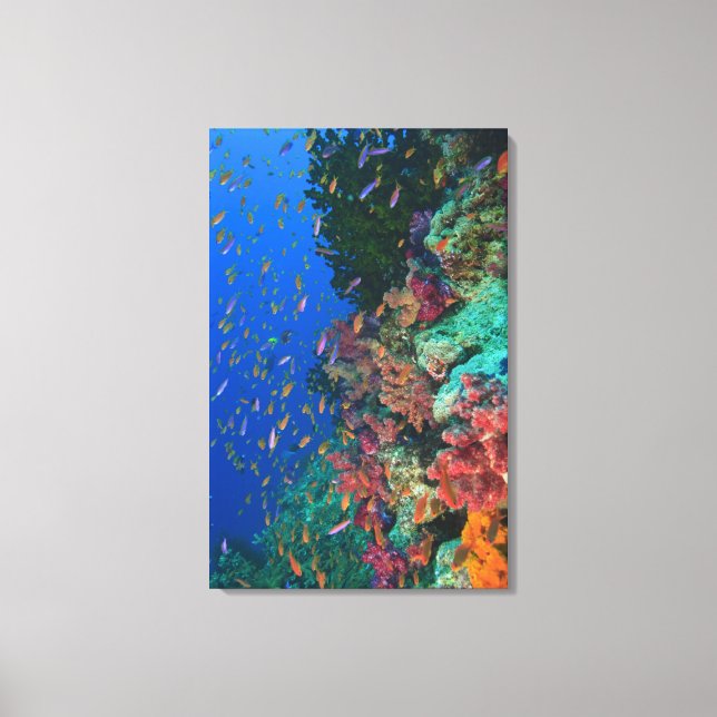 Lienzo Basslets Hada (Pseudanthias (Anverso)