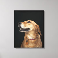 Beagle Golden Lab Mix mirando hacia un lado