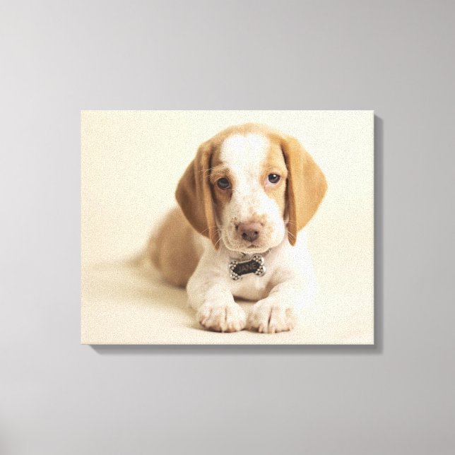 Lienzo Beagle Puppy (Anverso)