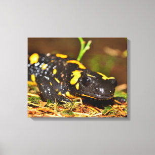 Lienzo Beautiful Fire Salamander