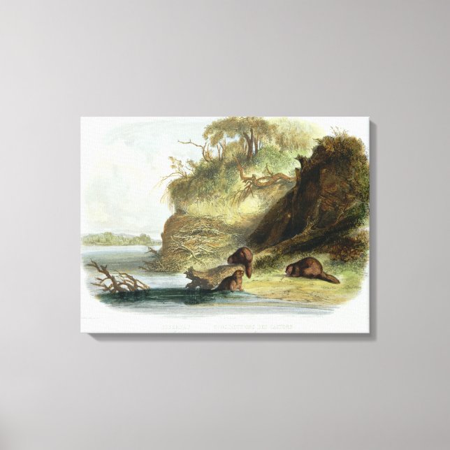 Lienzo Beaver Hut en el Missouri, placa 17 del volumen 1 (Anverso)