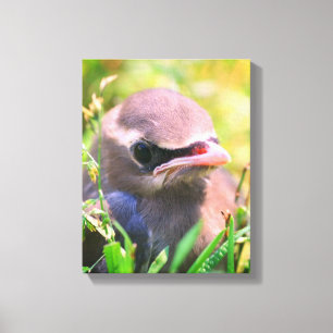 Lienzo Bebé Cedar Amarillo Waxwing Fledglglglgling Bird