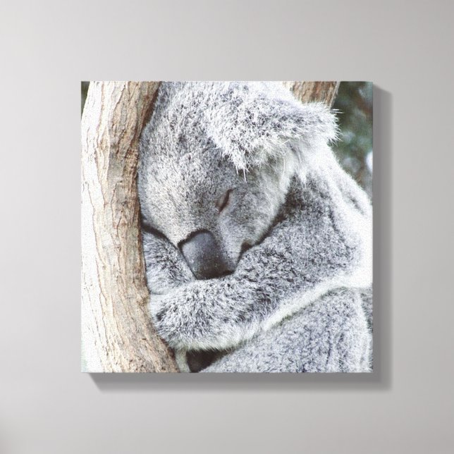Lienzo bebé koala dormido (Anverso)