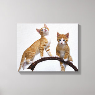 Lienzo Bebé lindo gatos gatitos Graciosa Foto de gimnasio