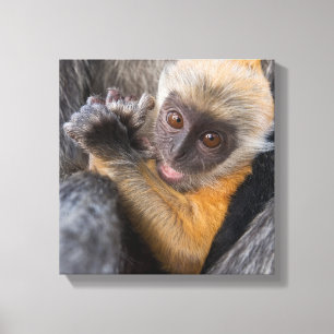Lienzo Bebé Mono de Hoja Silvered (Lutung, Rachypithecus)