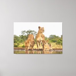 Lienzo Bebida de tres leones