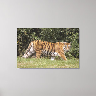 Lienzo Bedfordshire, Inglaterra 3