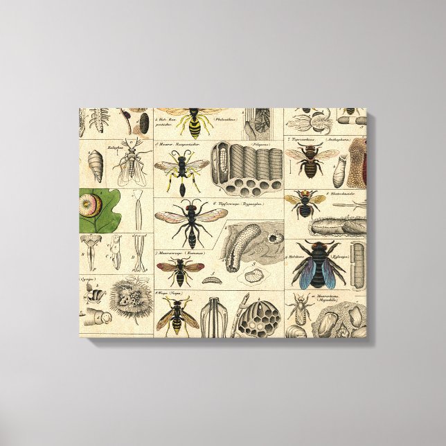 Lienzo Bee Insect Bug Wasp Natural History Bees (Anverso)