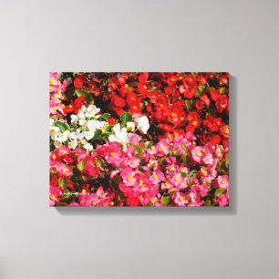 Lienzo Begonias de Cera Coloridas