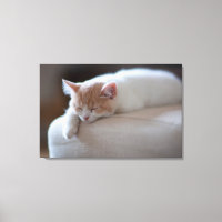 Beige Cansado Y Gatito Blanco