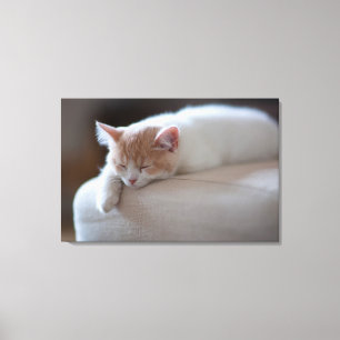Lienzo Beige Cansado Y Gatito Blanco
