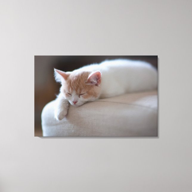 Lienzo Beige Cansado Y Gatito Blanco (Anverso)