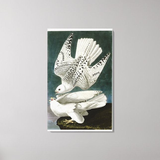 Lienzo Bella Artes de Gyrfalcon por John Audubon (Anverso)
