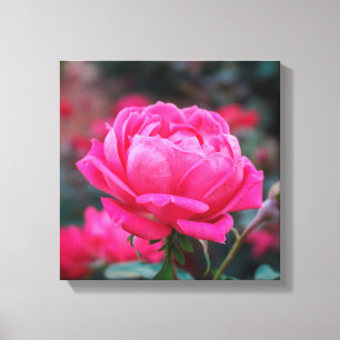Lienzo Bella Flor de Rosa Rosa