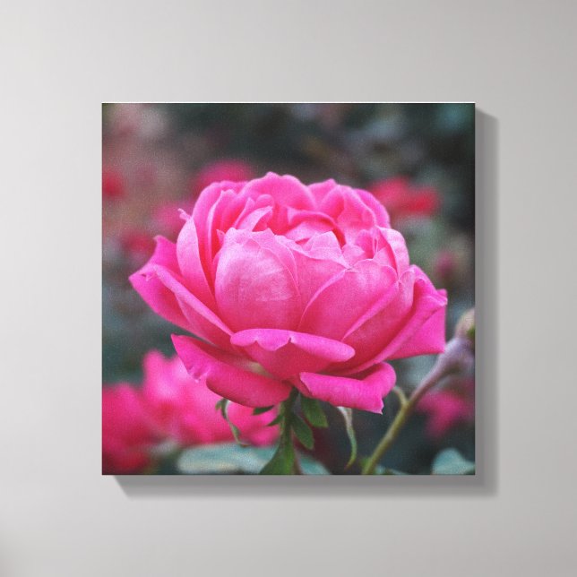 Lienzo Bella Flor de Rosa Rosa (Anverso)