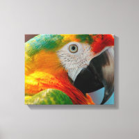 Bella Macaw