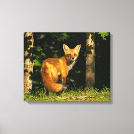 Lienzo Belleza de Fox Rojo