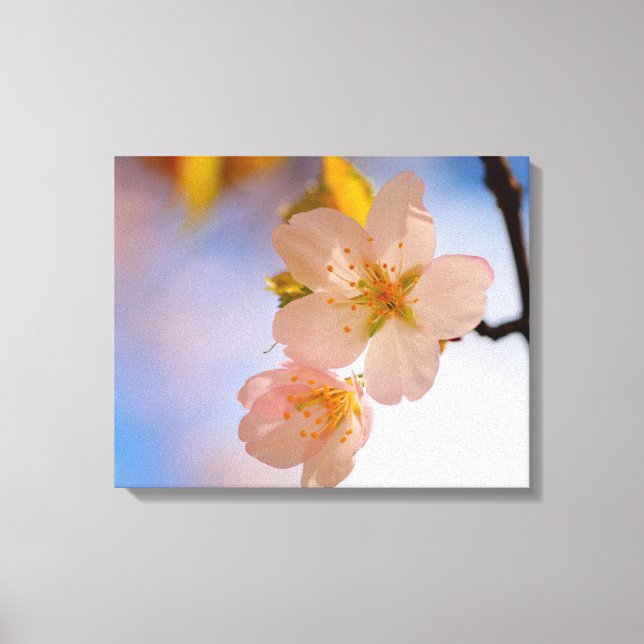 Lienzo Belleza Impresionante De Las Flores De Sakura En P (Anverso)