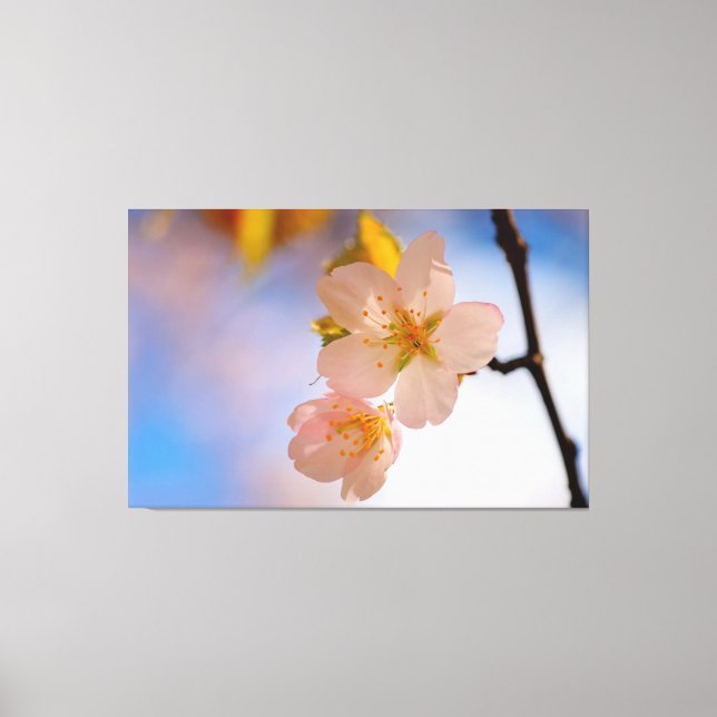 Lienzo Belleza Impresionante De Las Flores De Sakura En P (Anverso)