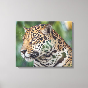 Lienzo Bello Jaguar en la Naturaleza