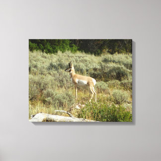 Lienzo Berrendo en el Parque Nacional Grand Teton