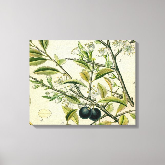 Lienzo Berry de flores antiguas de espinas negras (Anverso)
