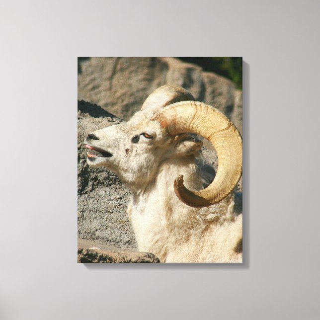 Lienzo Big Horn Sheep Laughing (Anverso)