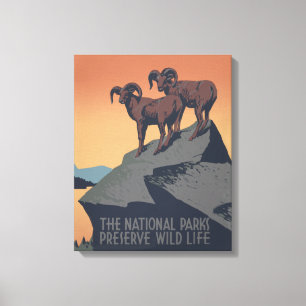 Lienzo Bighorn Oveja Estadounidense Vida Silvestre Occide