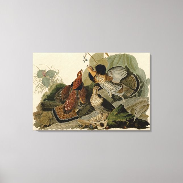 Lienzo Bird, America, Ruffed Grouse, Audubon, Canvas (Anverso)